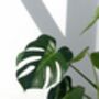 Houseplant Monstera Deliciosa 'Swiss Cheese Plant', thumbnail 5 of 5