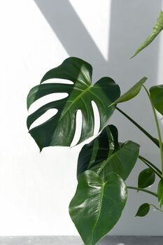 Houseplant Monstera Deliciosa 'Swiss Cheese Plant', 5 of 5