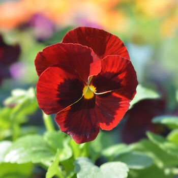 Flowers Pansy 'Red Blotch' Six X Plant Pack, 3 of 5