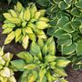 Garden Perennial Hosta 'T Rex' One Litre Pot, thumbnail 4 of 5