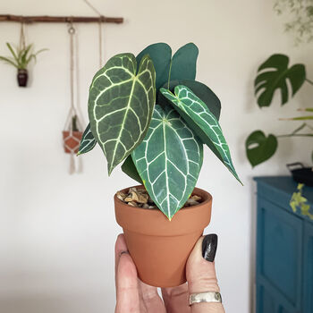 Mini Crystal Anthurium Potted Paper Plant, 4 of 6