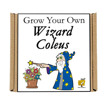 Gardening Gift. Grow Your Own Wizard Coleus, 4 of 4