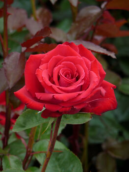Rose My Wonderful Husband Plant Gift, 2 of 2