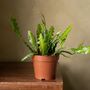 Fishbone Cactus | Epiphyllum Anguliga, thumbnail 3 of 3
