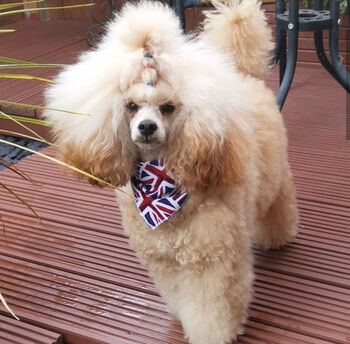 Union Jack Dog Bandana, 4 of 5