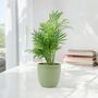 Chamaedorea Elegans Parlor Palm In 12cm Pot, thumbnail 8 of 11