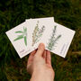 Winter Herbs Seed Kit With Sage, Rosemary And Thyme, thumbnail 6 of 9