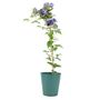 Clematis General Sikorski –3 L Climbing Garden Plant, thumbnail 2 of 5