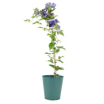 Clematis General Sikorski –3 L Climbing Garden Plant, 2 of 5