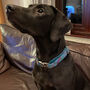 Gus's Turquoise Harris Tweed Dog Collar, thumbnail 6 of 6
