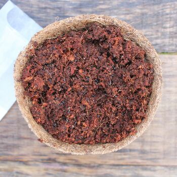 Grow Your Own Wild Bergamot Herbal Tea, 5 of 6