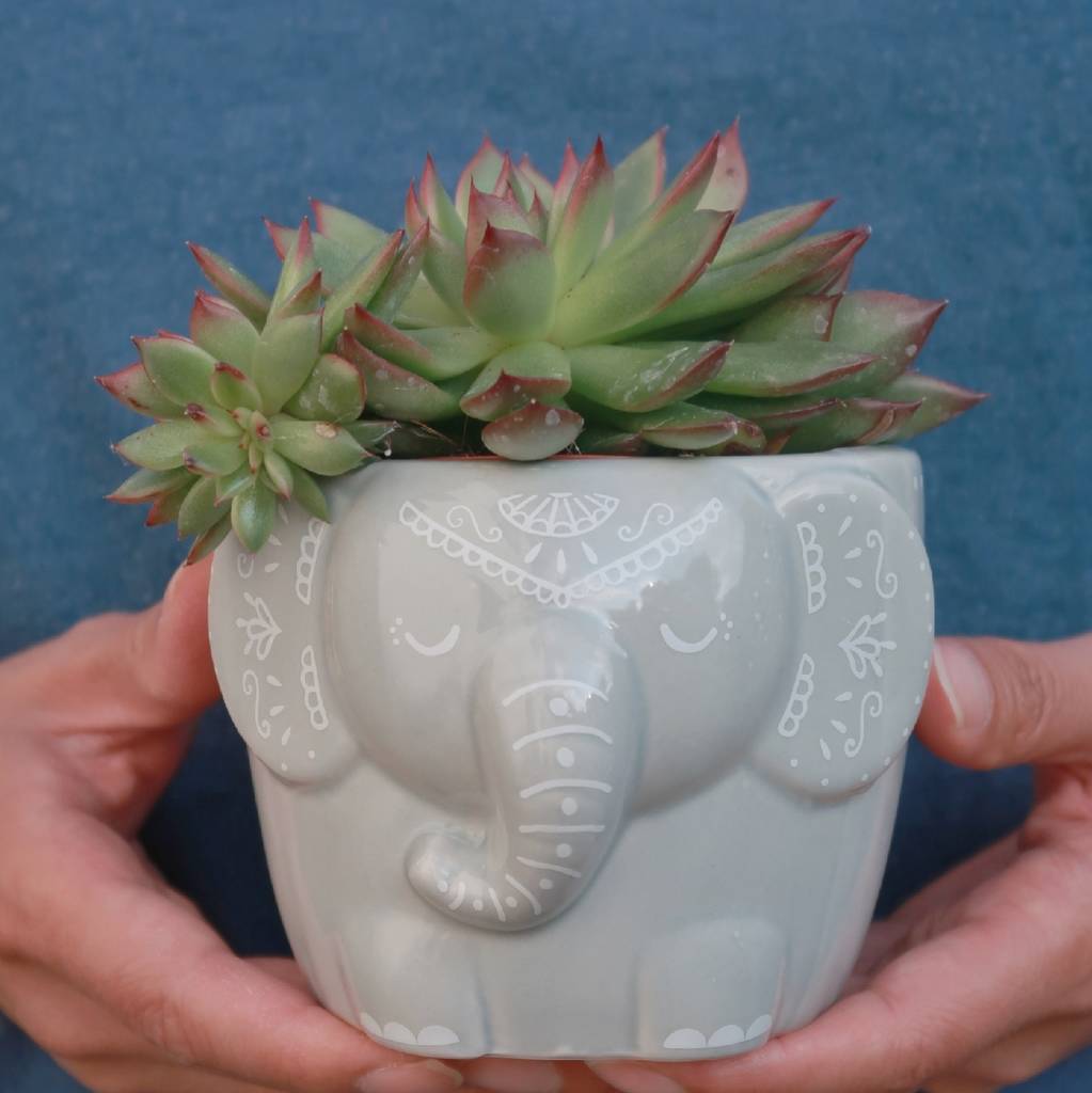 Grey Elephant Planter With Choice Of Succulent By DingaDing