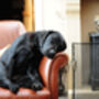Turn Your Pet Into Amazing Art, thumbnail 7 of 10