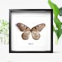 Paper Kite Insect Bug Moth Butterfly Box Frame Entomology Taxidermy Interior Design Modern Home Decor Wall Hanging Gift Ornament, thumbnail 1 of 3