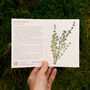 Teim Welsh Greeting Card With Thyme Seeds, thumbnail 2 of 5