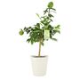 Citrus Lime Tree In Bucket, thumbnail 3 of 5