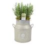 Rosemary Milk Churn Planter – Herb Garden Gift, thumbnail 1 of 2