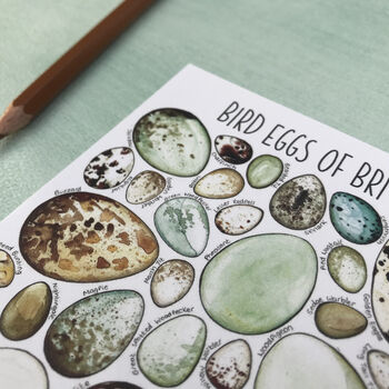 Bird Eggs Of Britain Illustrated Postcard, 8 of 11