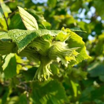 Hazelnut Tree Kentish Cobnut, 7 of 8