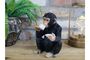 Tea Drinking Monkey Figurine – Chimpanzee Ornament, thumbnail 1 of 3