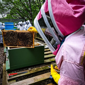Yorkshire Beekeeping Experience, 2 of 8