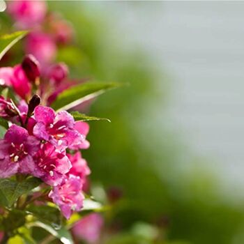 Perennial Weigela 'Victoria' One X Plant In 1 Litre Pot, 7 of 8