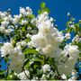 Philadelphus Manteau D'hermine 1x Plant One Litre Pot, thumbnail 5 of 5