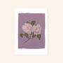 Purple Rose Floral Print, Unframed, thumbnail 2 of 3