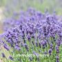 Womens Luxury Gardening Gloves And Flower Garden Seeds, thumbnail 7 of 8