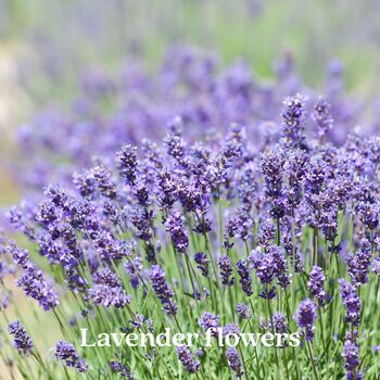 Womens Luxury Gardening Gloves And Flower Garden Seeds, 7 of 8