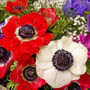 Spring Bulbs Anemone De Caen Six X Bulb Pack, thumbnail 2 of 6