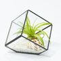 Glass Cube Air Plant Terrarium Diy Kit, thumbnail 2 of 2