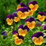 Flowers Viola 'Fireworks Mix' 20 X Plant Pack, thumbnail 2 of 6