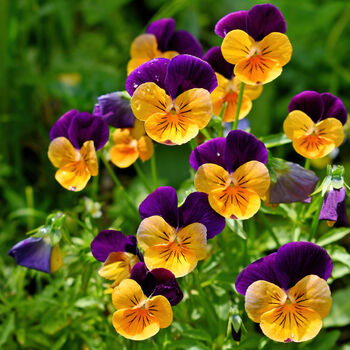 Flowers Viola 'Fireworks Mix' 20 X Plant Pack, 2 of 6