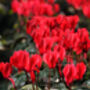 Cyclamen 'Rouge Vif' Three X Full Plant Pack, thumbnail 5 of 6