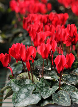 Cyclamen 'Rouge Vif' Three X Full Plant Pack, 5 of 6