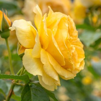 Floribunda Rose 'Absolutely Fabulous' One X Bare Root, 3 of 5