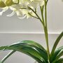 Artificial White Orchid In Glass Vase, thumbnail 4 of 5
