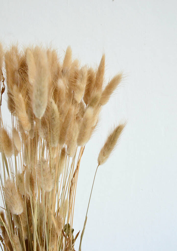 Natural Dried Bunny Tail Lagurus By Little Deer