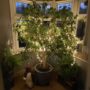 Copper Wire Fairy Lights, thumbnail 8 of 9