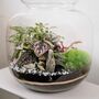 Diy Terrarium Kit With Plants | 'Malaga', thumbnail 4 of 12