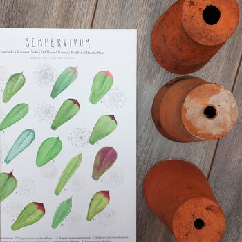 Sempervivum Plant Identification Print, 4 of 6