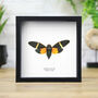 Orange Cicada Moth Insect Bug Butterfly Entomology Taxidermy Box Frame, thumbnail 1 of 3