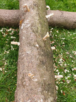 Shiitake Mushroom Log Dowel Kit, 6 of 9