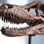 Velociraptor Dinosaur Skull Painted 3D Model Gifts For Him, thumbnail 2 of 6
