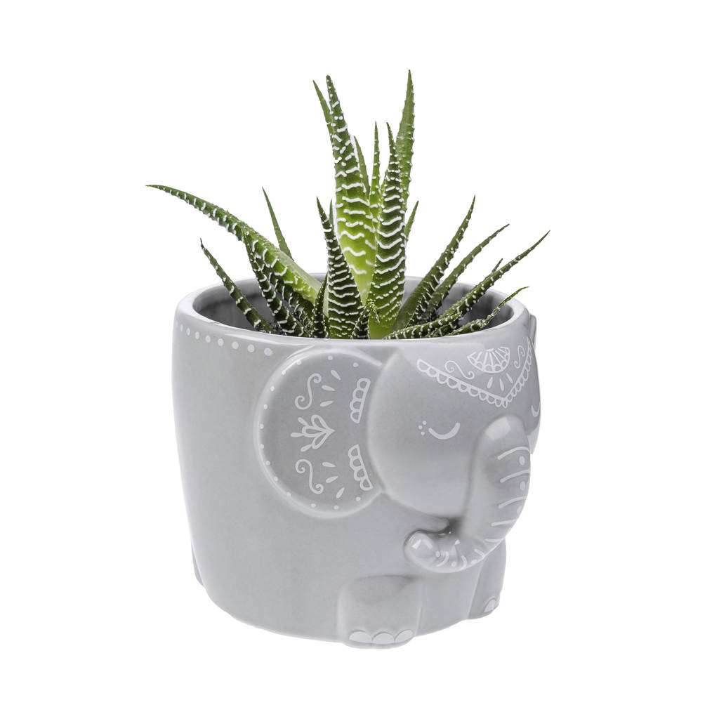 Grey Elephant Planter With Choice Of Succulent By DingaDing