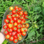 Tomato Seeds 'Gardener's Delight' 12 X Seed Pack, thumbnail 5 of 5