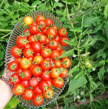 Tomato Seeds 'Gardener's Delight' 12 X Seed Pack, 5 of 5