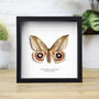 Automeris Moth Insect Bug Butterfly Box Frame Entomology Taxidermy Interior Design Modern Home Decor Wall Hanging Gift Ornament, thumbnail 1 of 3