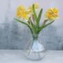 Daffodils In Bowl Glass Vase, thumbnail 2 of 2